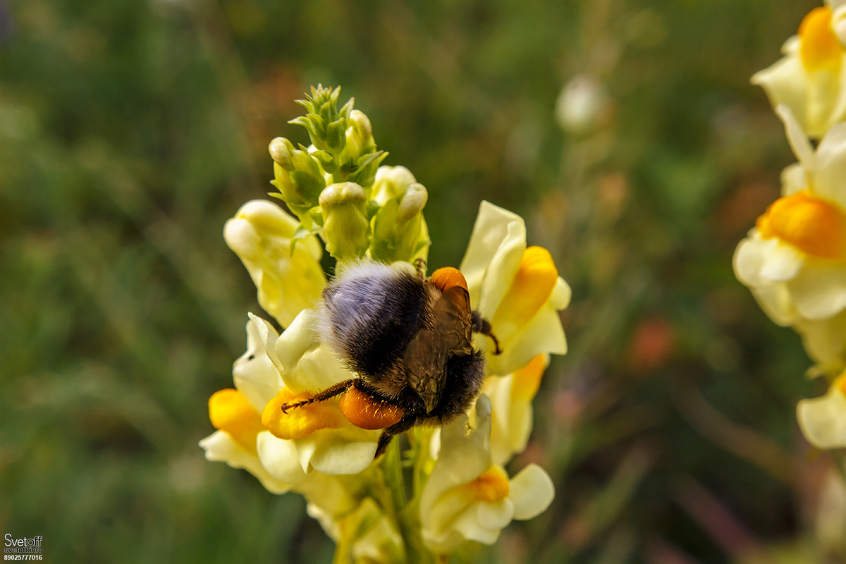 Fotos in der Natur