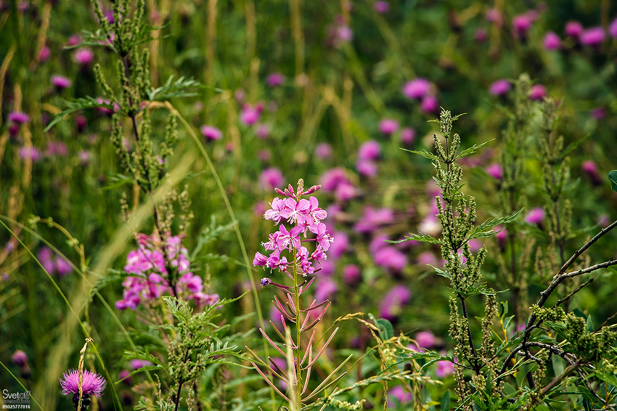 Fotos in der Natur